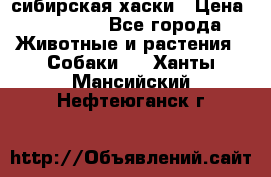 l: сибирская хаски › Цена ­ 10 000 - Все города Животные и растения » Собаки   . Ханты-Мансийский,Нефтеюганск г.